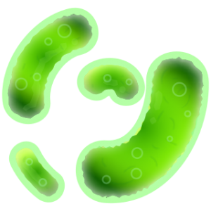 Bacteria PNG-43367